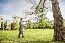 Best Palm Tree Trimming  in Santaquin, UT