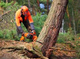  Santaquin, UT Tree Services Pros