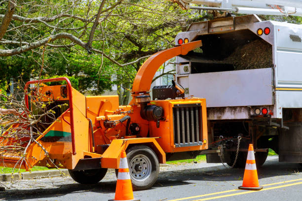 Best Tree Health Inspection  in Santaquin, UT