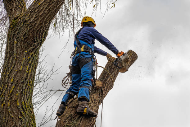 Why Choose Our Tree Removal Services in Santaquin, UT?