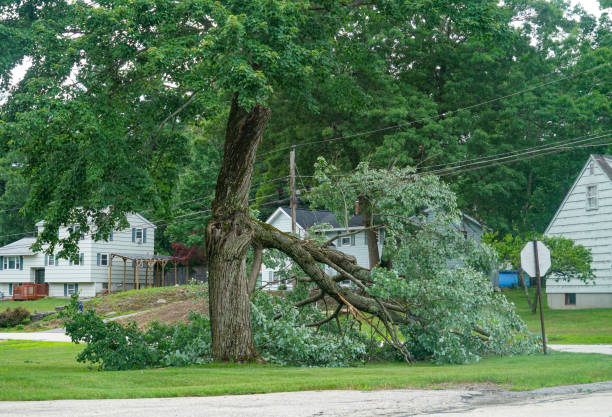 Professional  Tree Services in Santaquin, UT