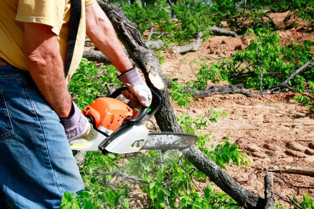 Best Tree Trimming and Pruning  in Santaquin, UT